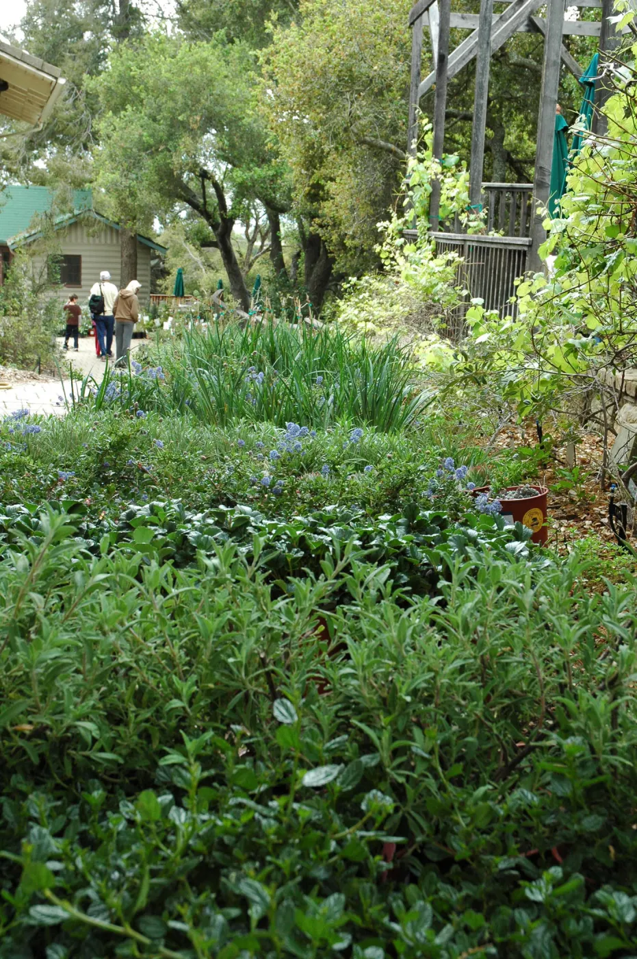 Spring Plant Sale 2012