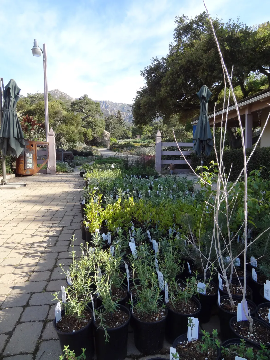 Spring Plant Sale, plant lineup, in the Courtyard, Santa Barbara Botanic Garden