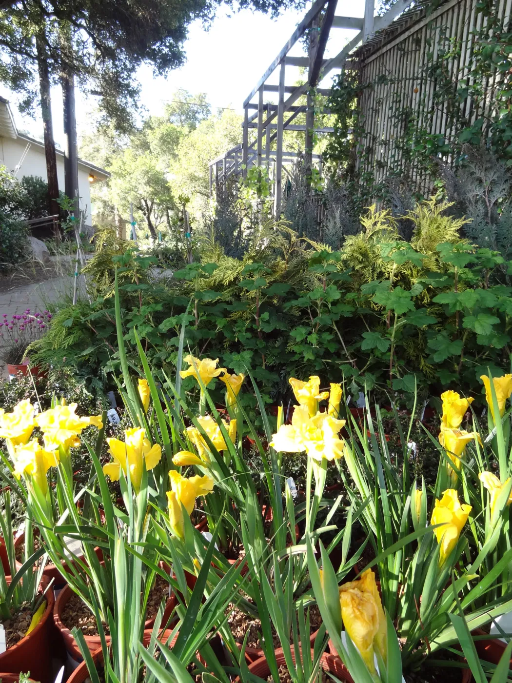 Spring Plant Sale, Garden Growers Nursery, yellow iris, plant lineup, Santa Barbara Botanic Garden