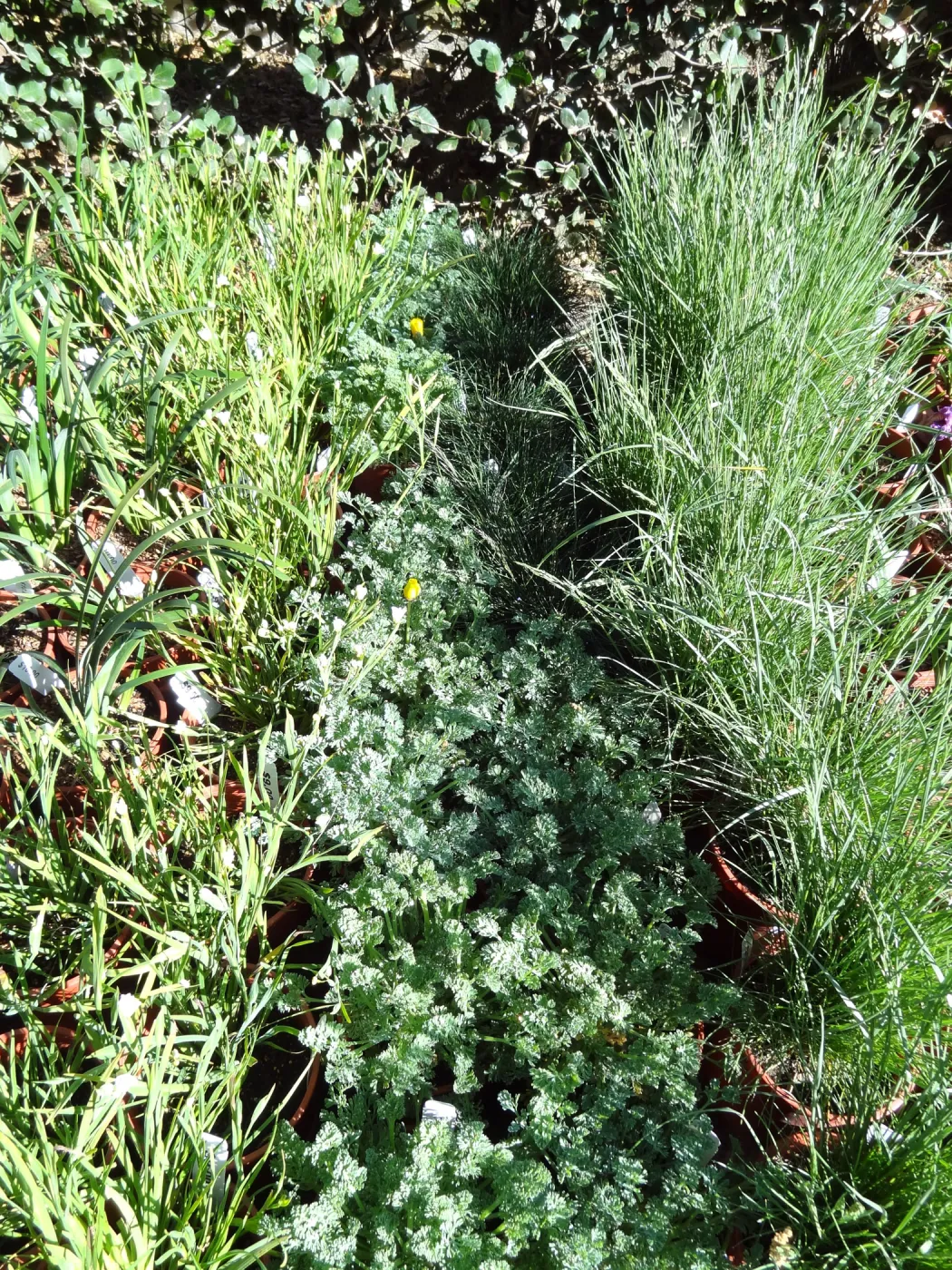 Spring Plant Sale, plant lineup, Santa Barbara Botanic Garden