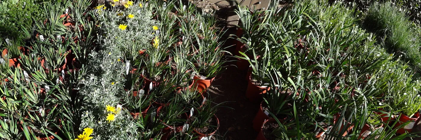 Spring Plant Sale, plant lineup panorama, Santa Barbara Botanic Garden