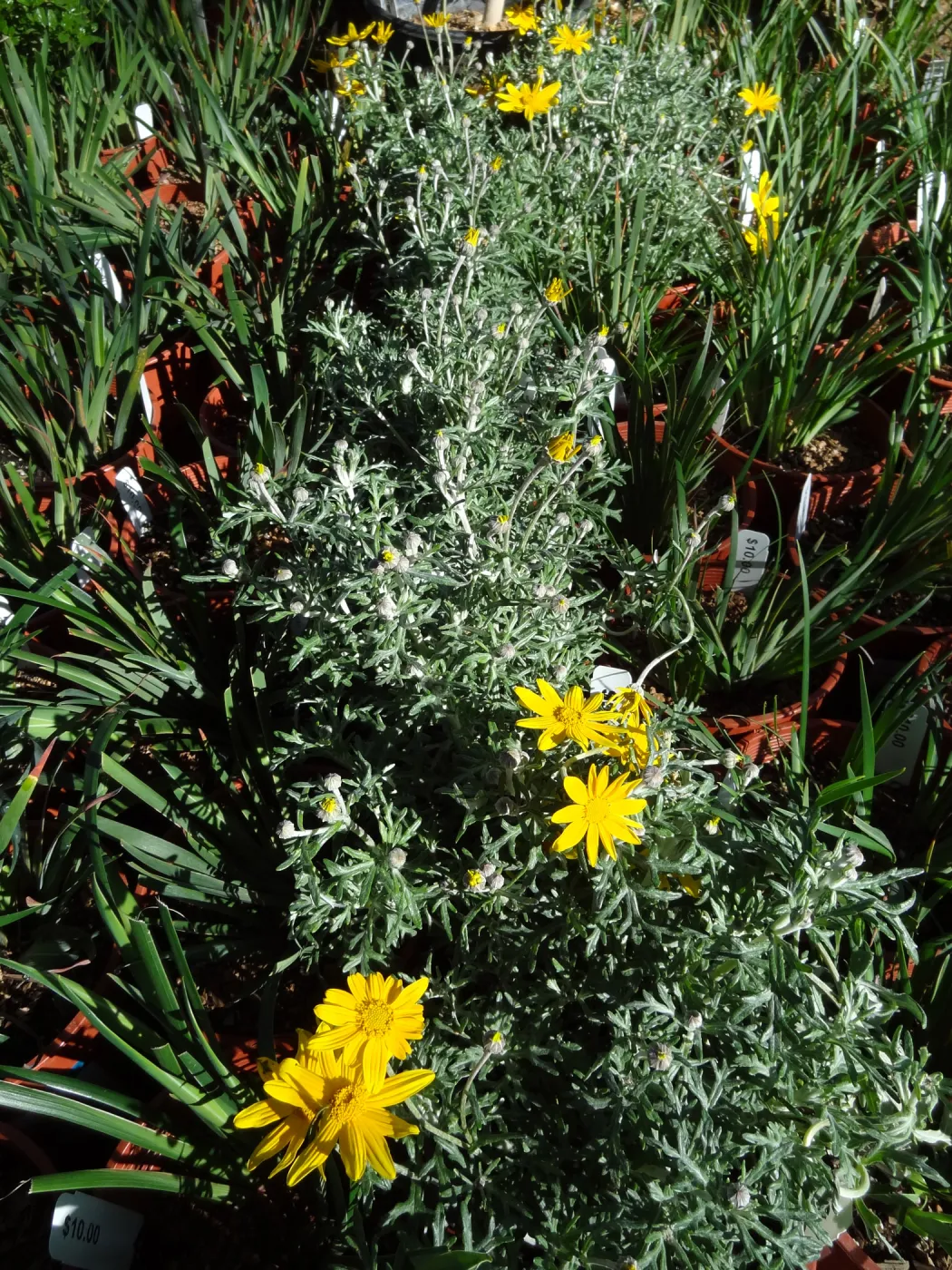 Spring Plant Sale, plant lineup, Santa Barbara Botanic Garden