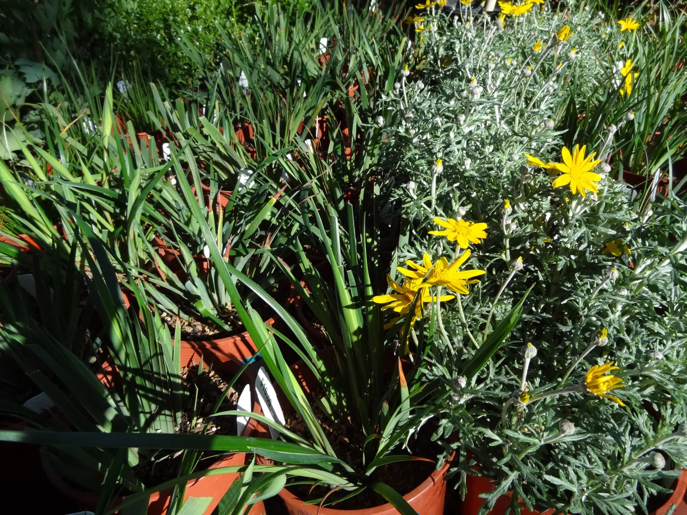 Spring Plant Sale, plant lineup, Santa Barbara Botanic Garden