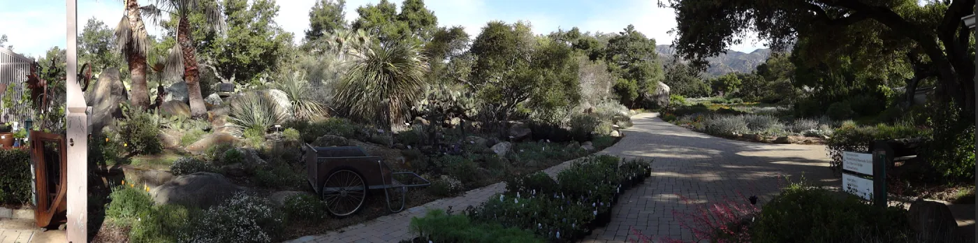 Spring Plant Sale panorama, plant lineup, Santa Barbara Botanic Garden