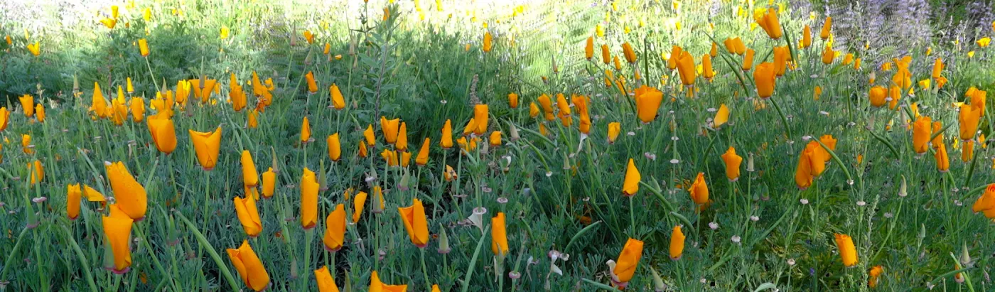Spring Wildflowers panorama, poppies in the Meadow, Santa Barbara Botanic Garden