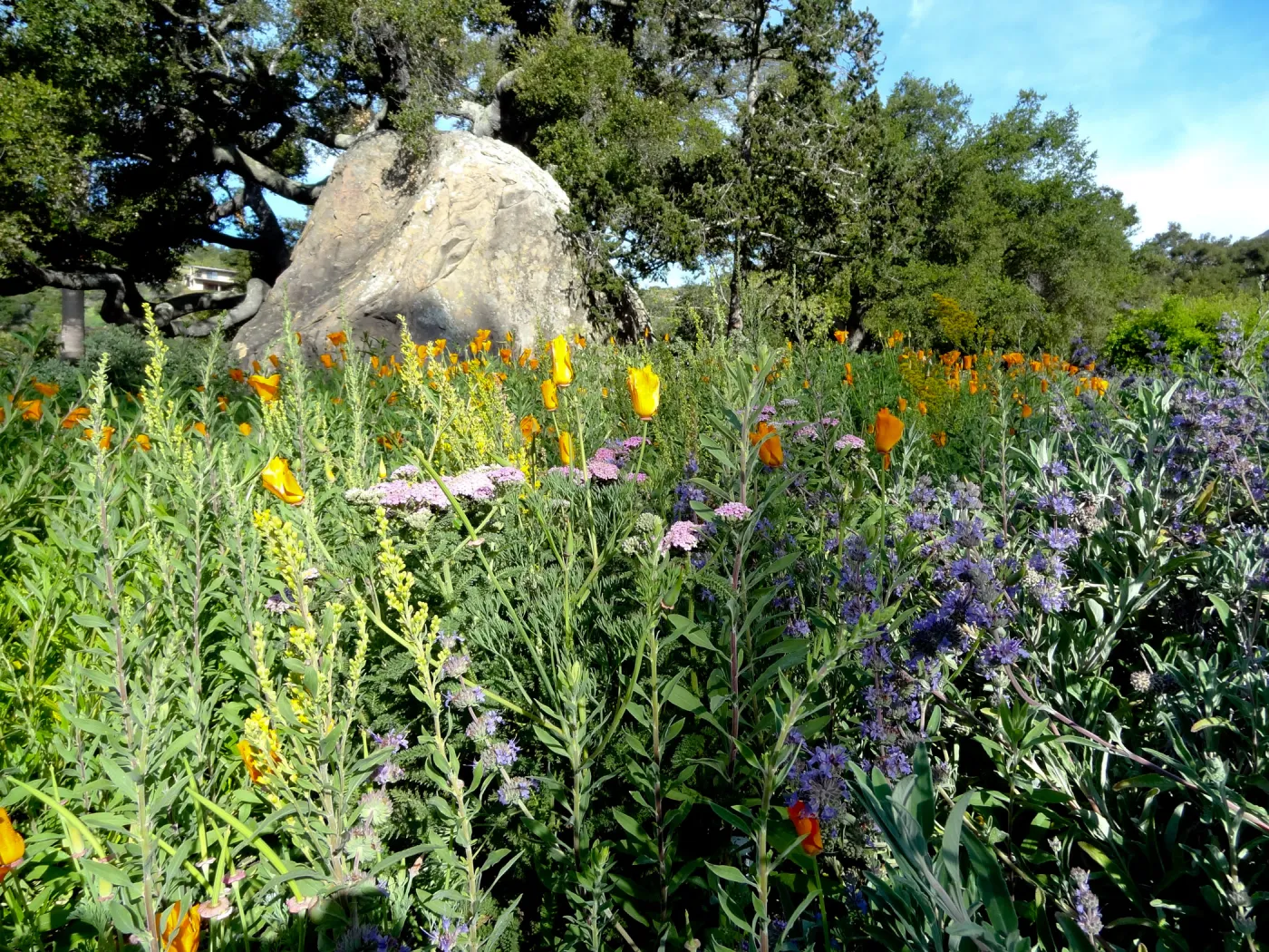 wildflowers in front of the Blaksley Boulder, lower Meadow, Santa Barbara Botanic Garden