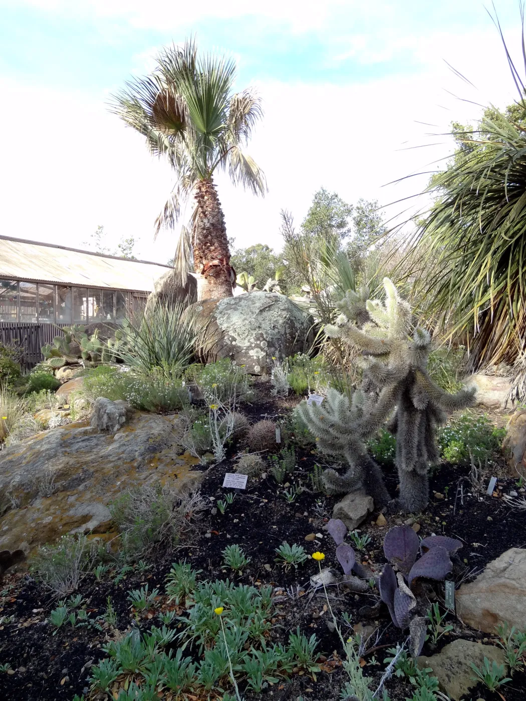 Desert Section, Santa Barbara Botanic Garden