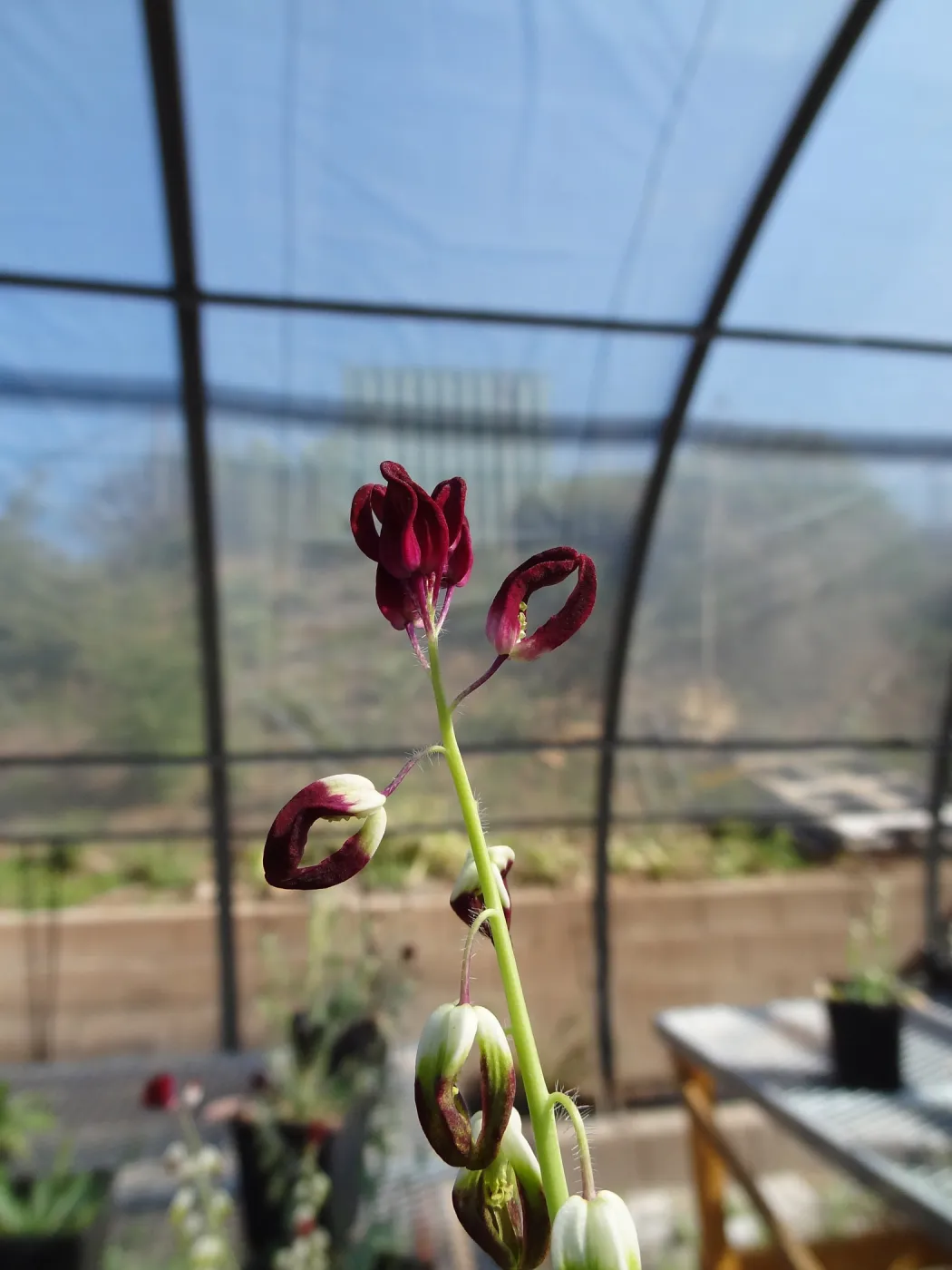 Conservation growing area, Santa Barbara jewelflower, Caulanthus amplexicaulis var barbarae