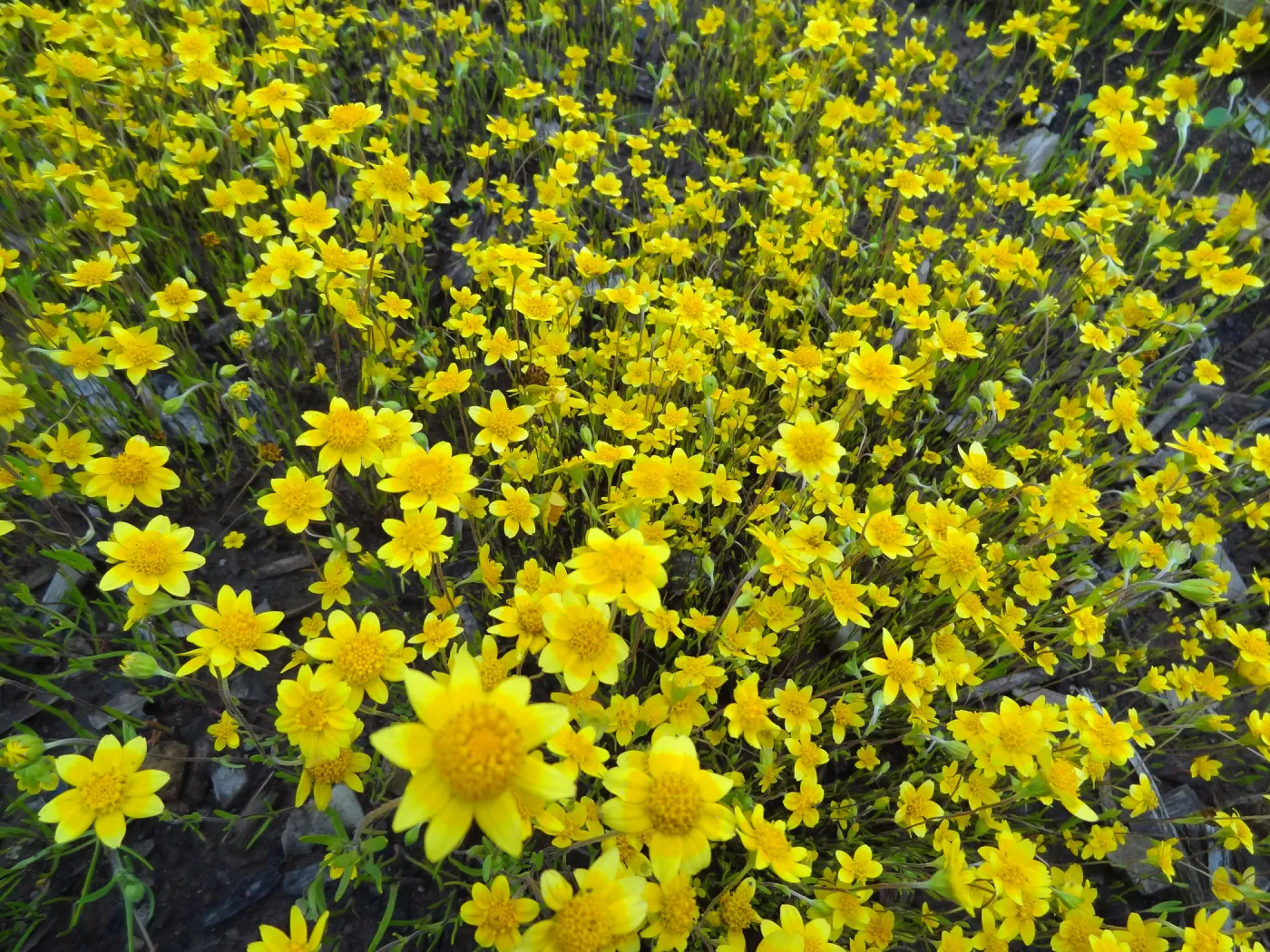 wildflower display at old Gane House location, Spring 2012