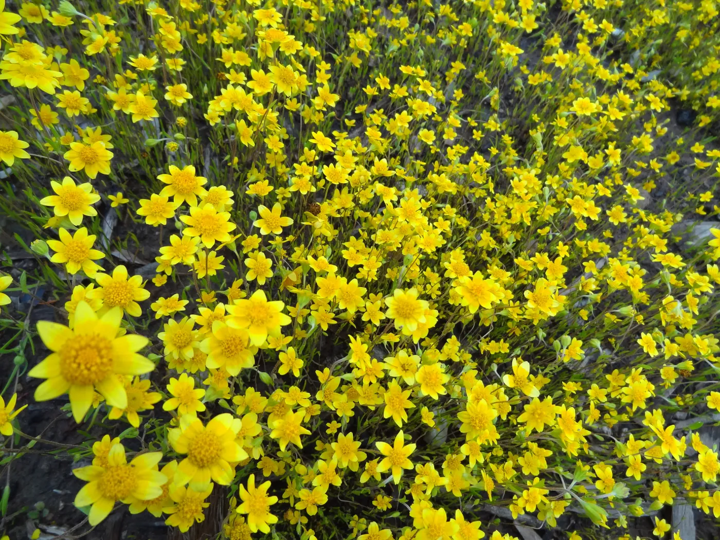 wildflower display at old Gane House location, Spring 2012