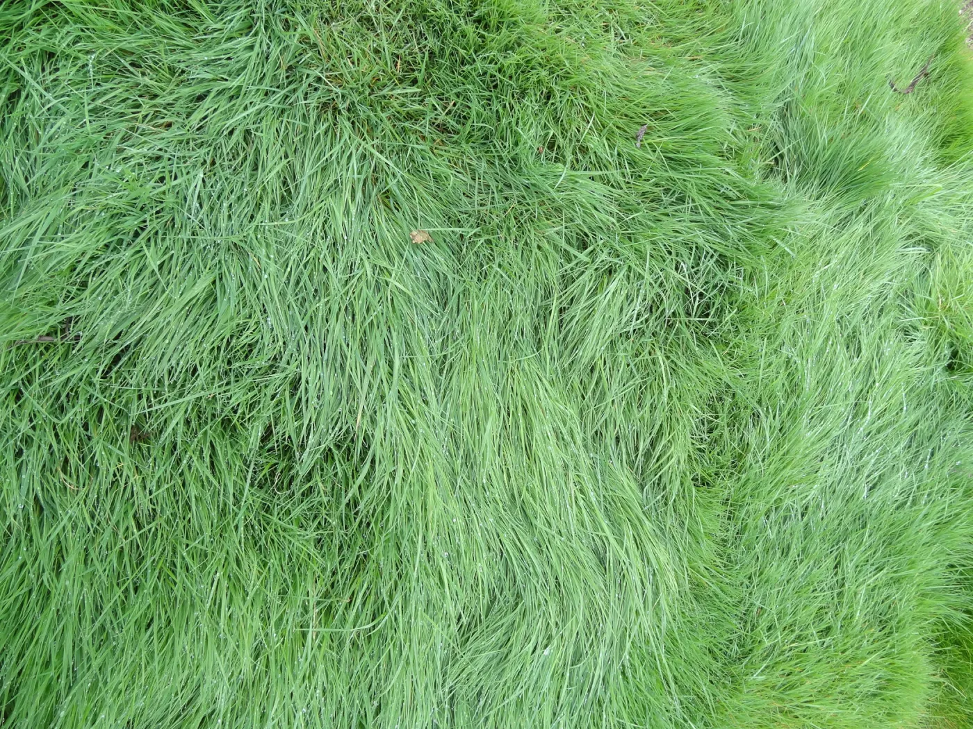 lush green lawn as texture and pattern