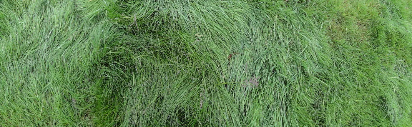 lush green lawn as texture and pattern