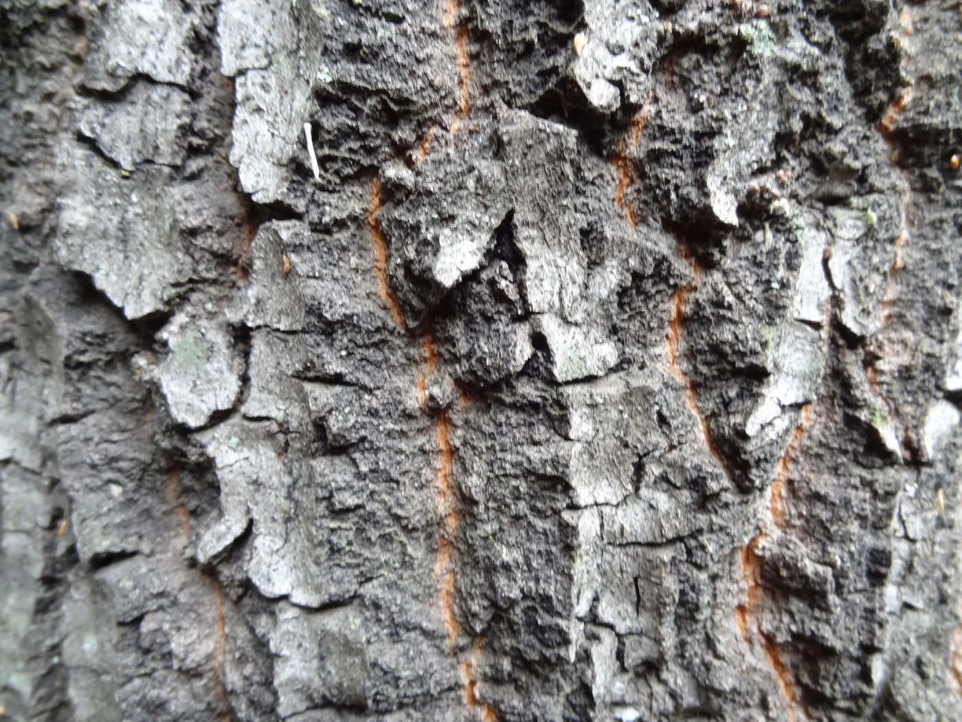 deeply furrowed oak bark as texture and pattern
