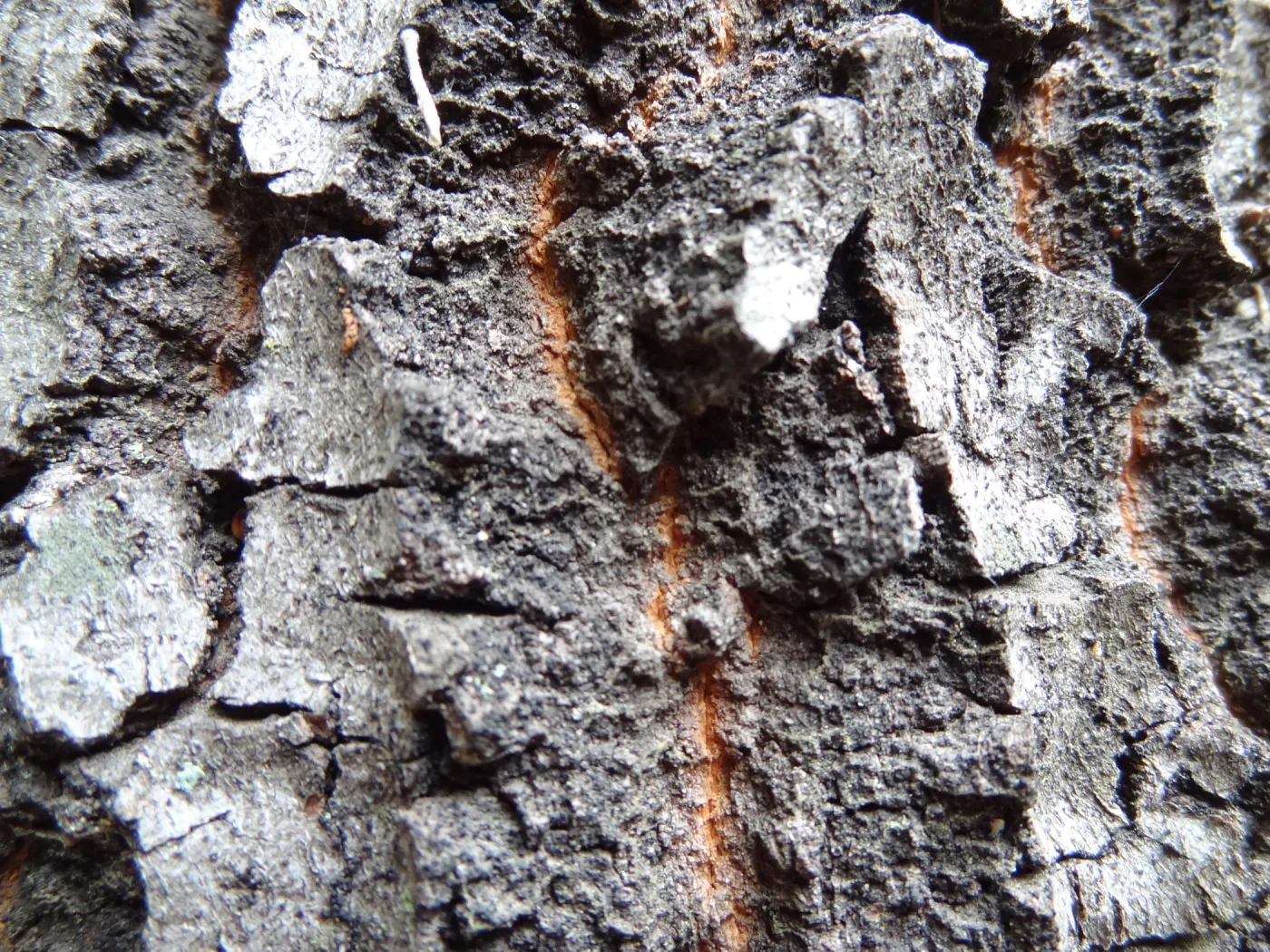 deeply furrowed oak bark as texture and pattern