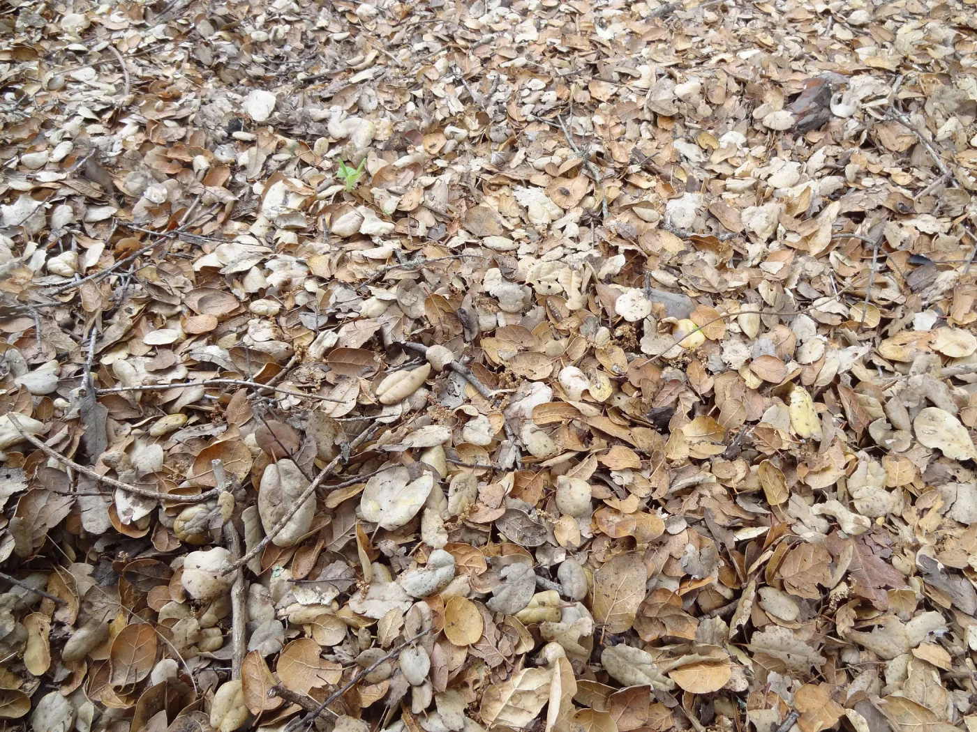 oak leaf litter as texture and pattern
