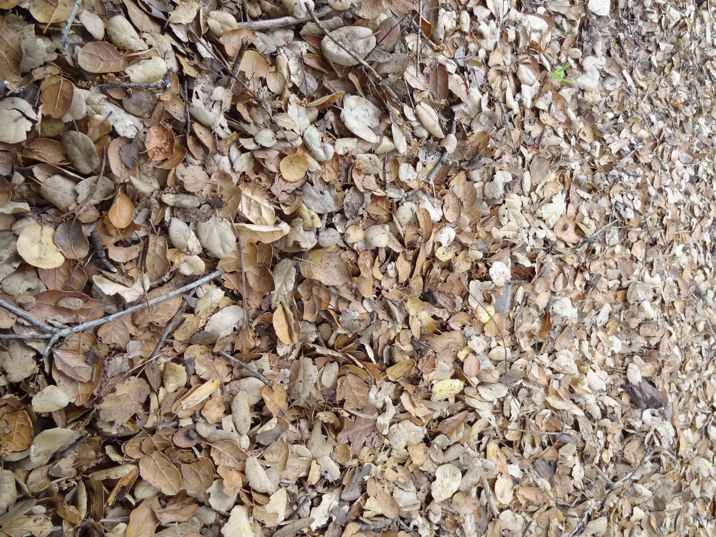 oak leaf litter as texture and pattern