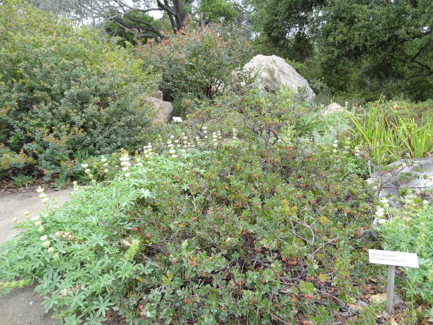 Arctostaphylos edmundsii, Little Sur Manzanita