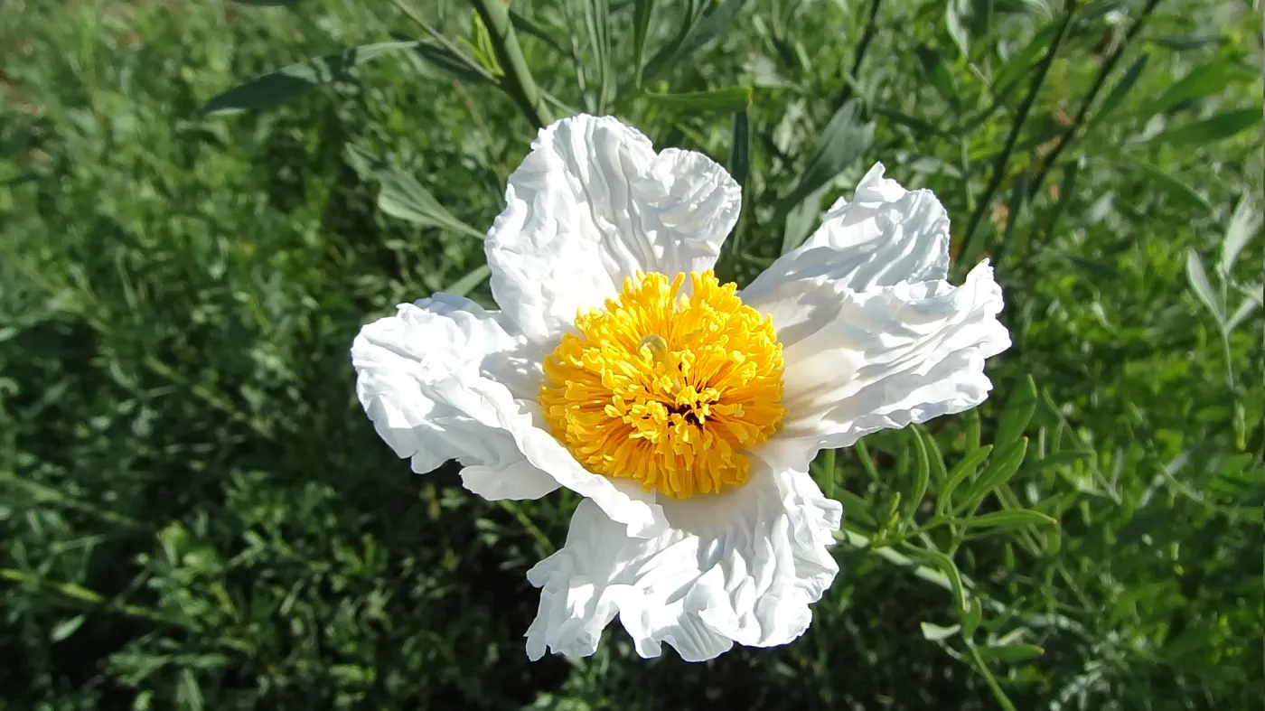 Matilija poppy flower
