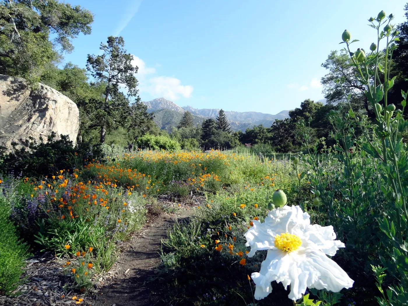 First Matilija poppy in the lower Meadow, may 2012