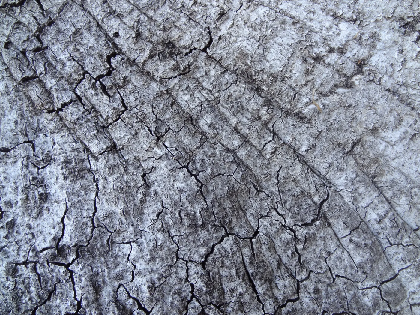 oak bark as texture and pattern