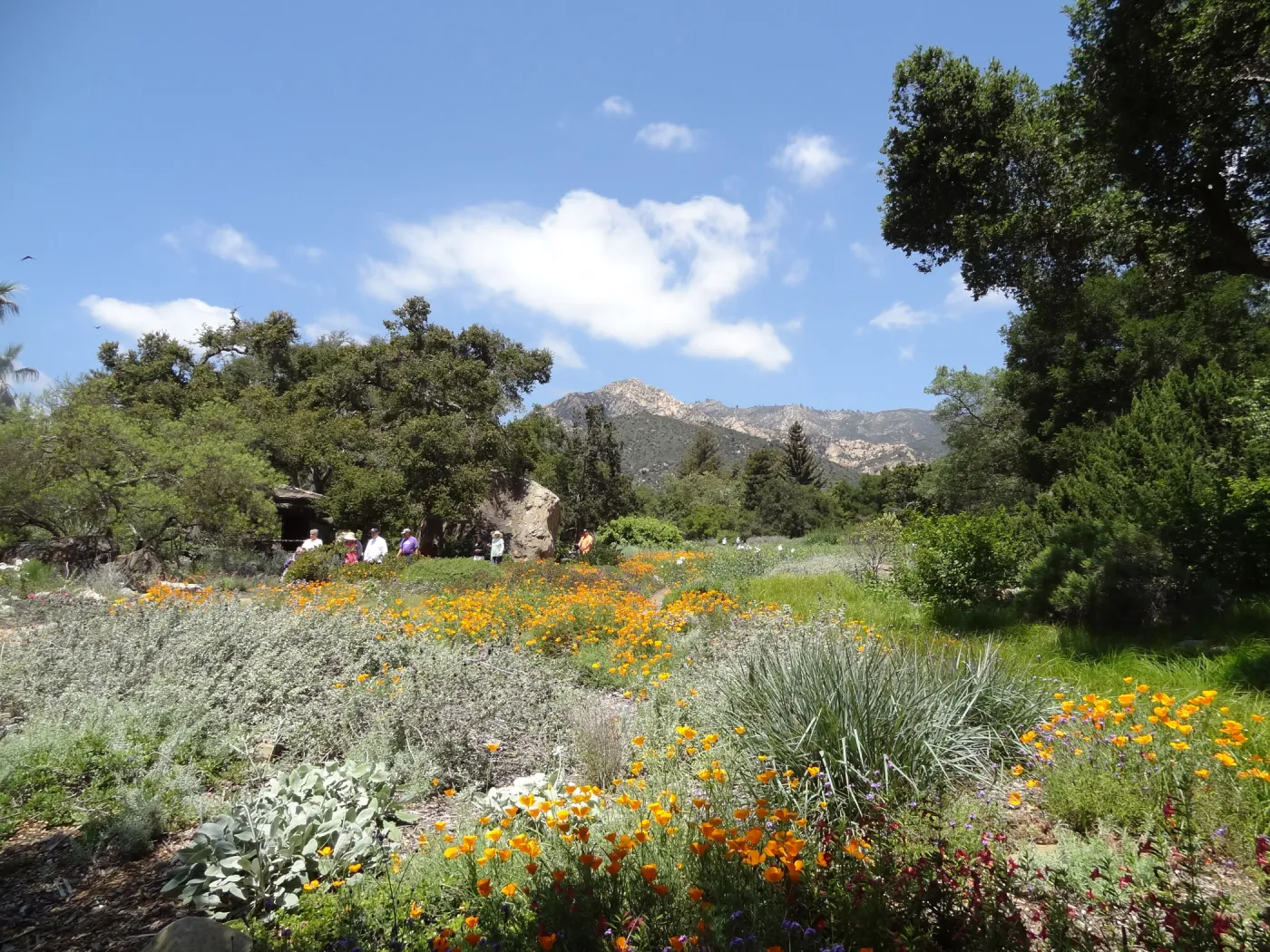 wildflowers in the lower Meadow, Spring 2012, Blaksley Boulder, view to La Cumbre Peak