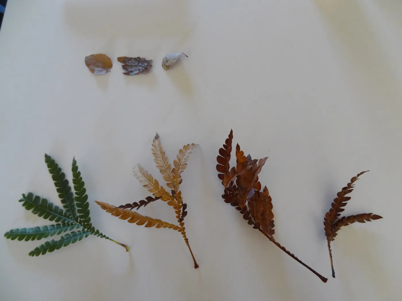 leaves as texture and pattern