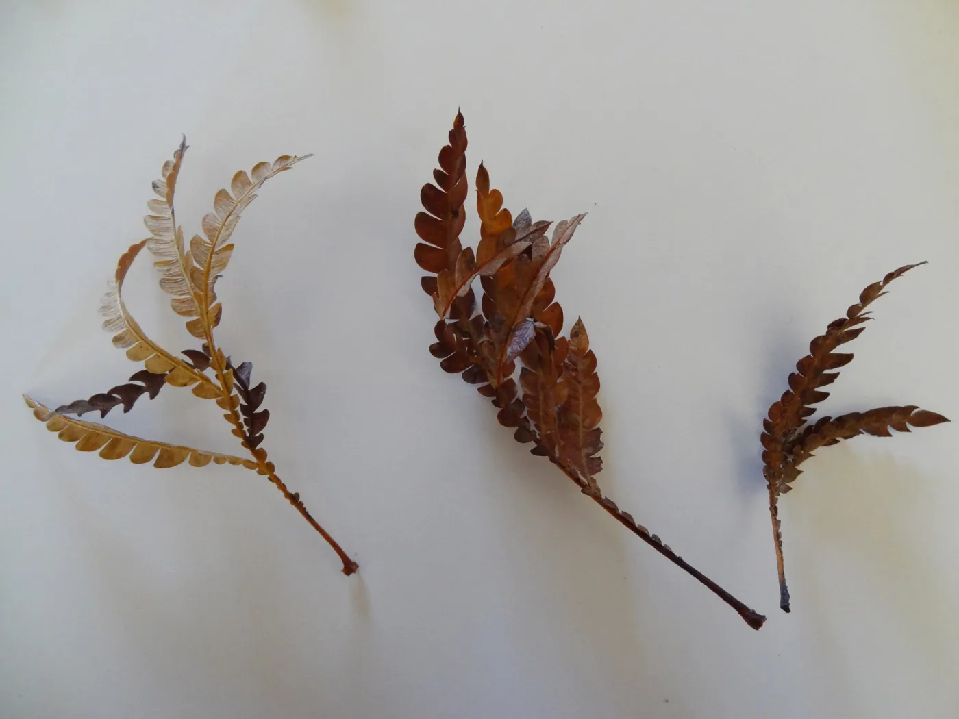 leaves as texture and pattern
