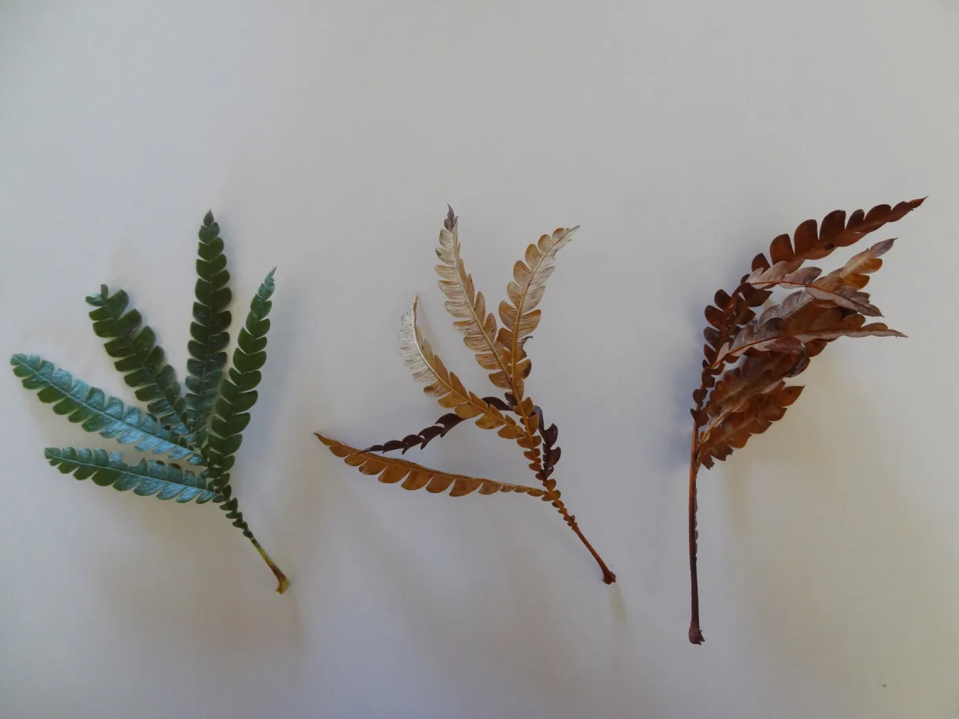 leaves as texture and pattern
