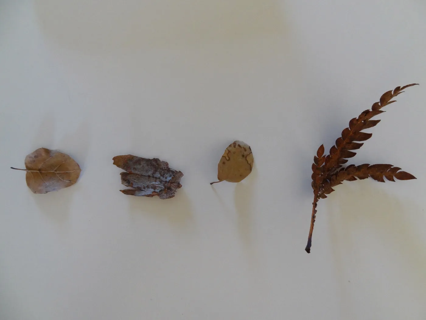leaves as texture and pattern
