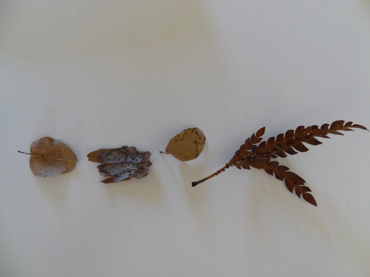 leaves as texture and pattern