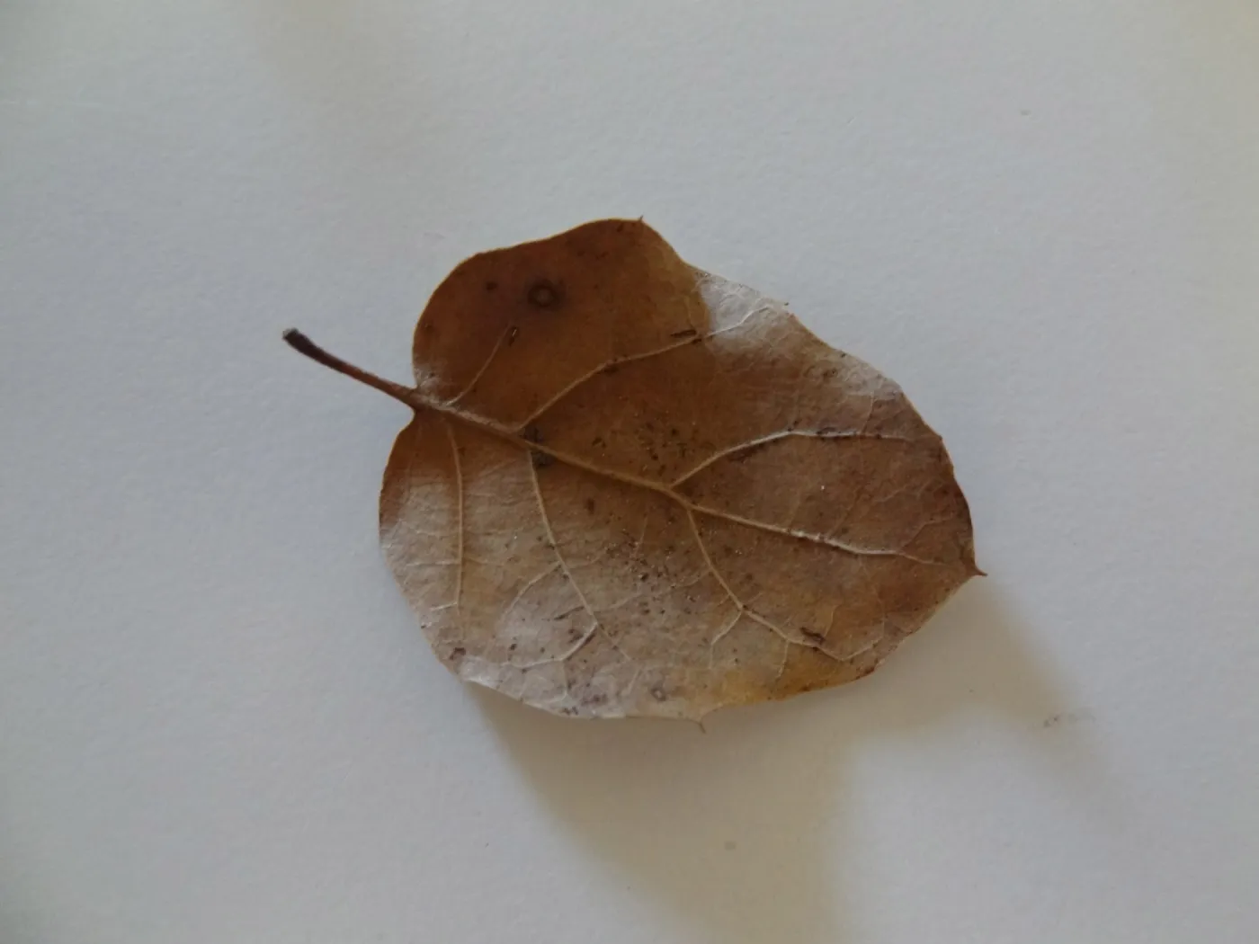 leaves as texture and pattern