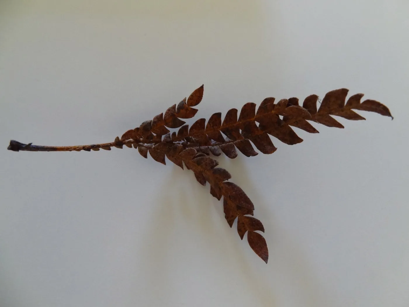 leaves as texture and pattern