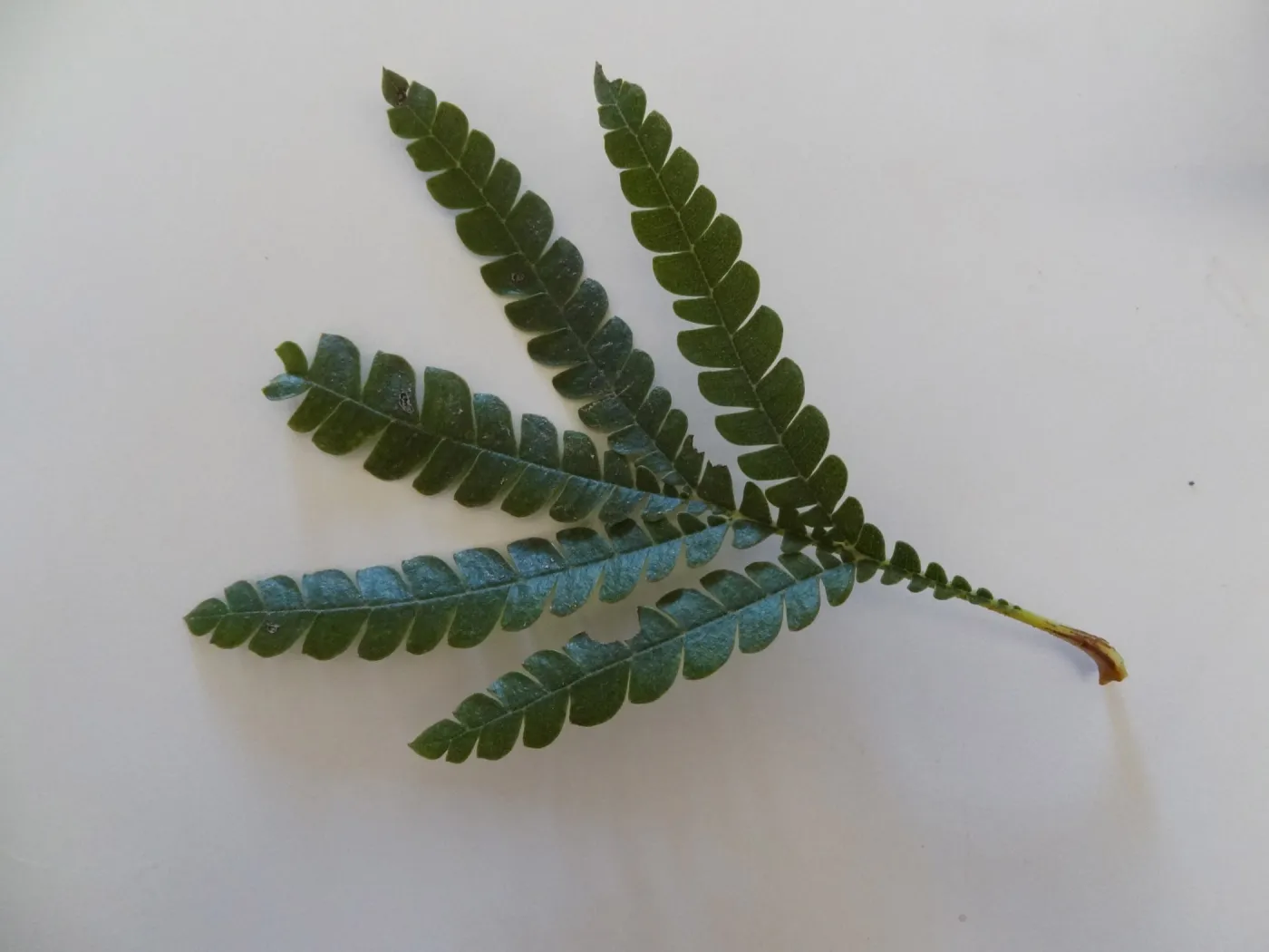 leaves as texture and pattern