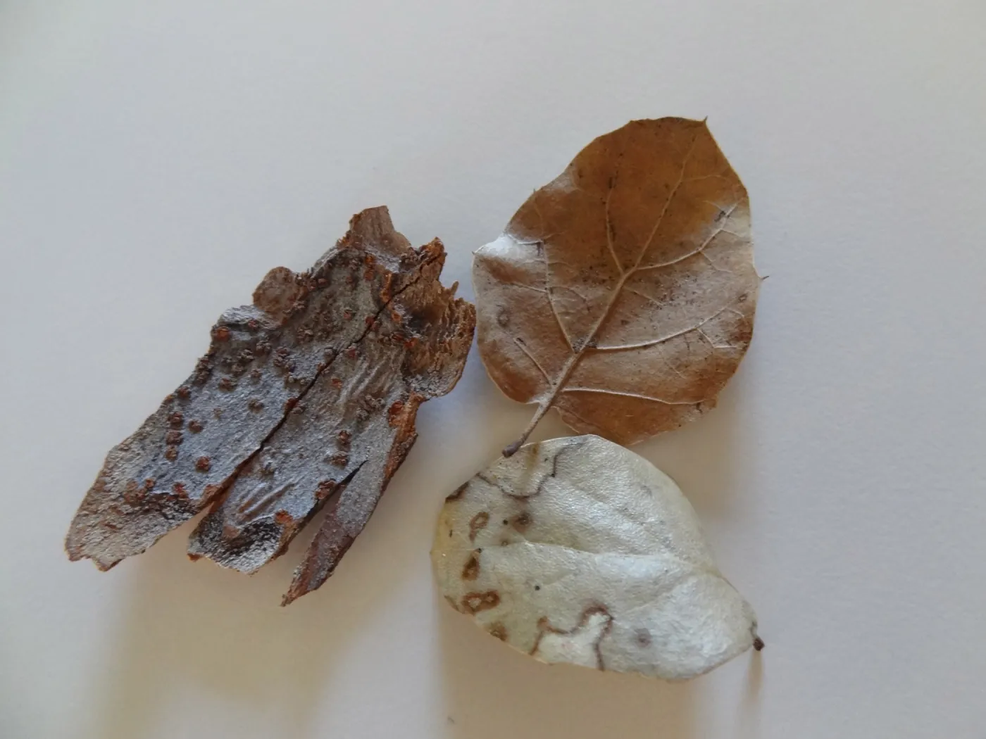 leaves as texture and pattern