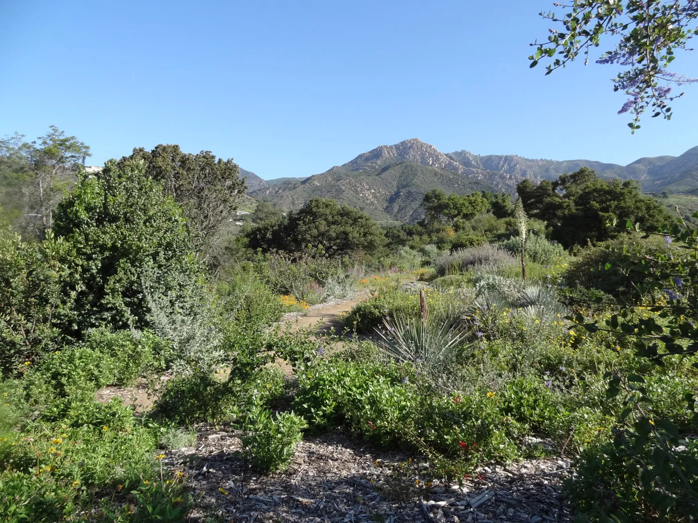 top of Porter Trail, Ceanothus Section, view to La Cumbre Peak