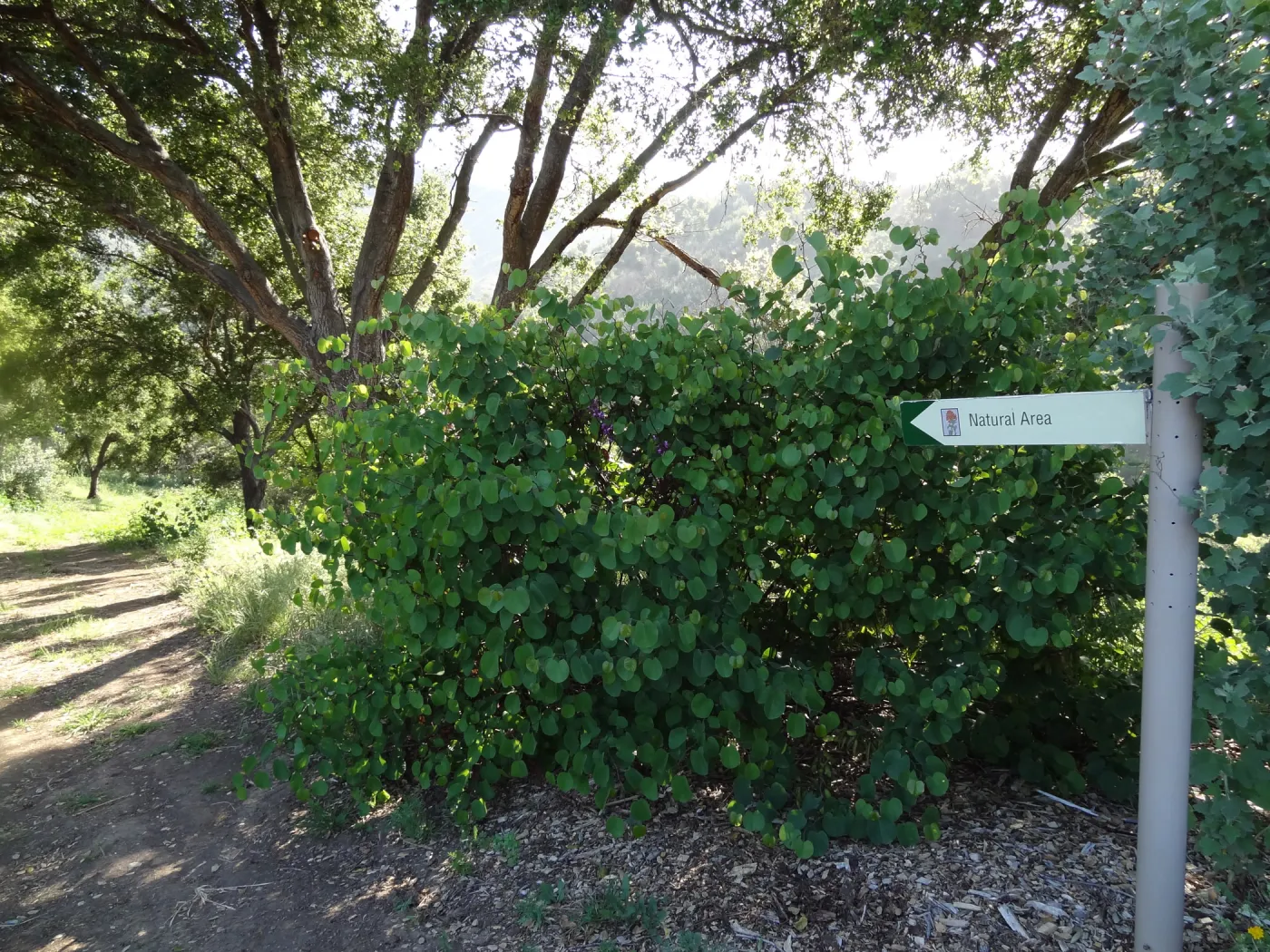 trail to Natural Area, east slope