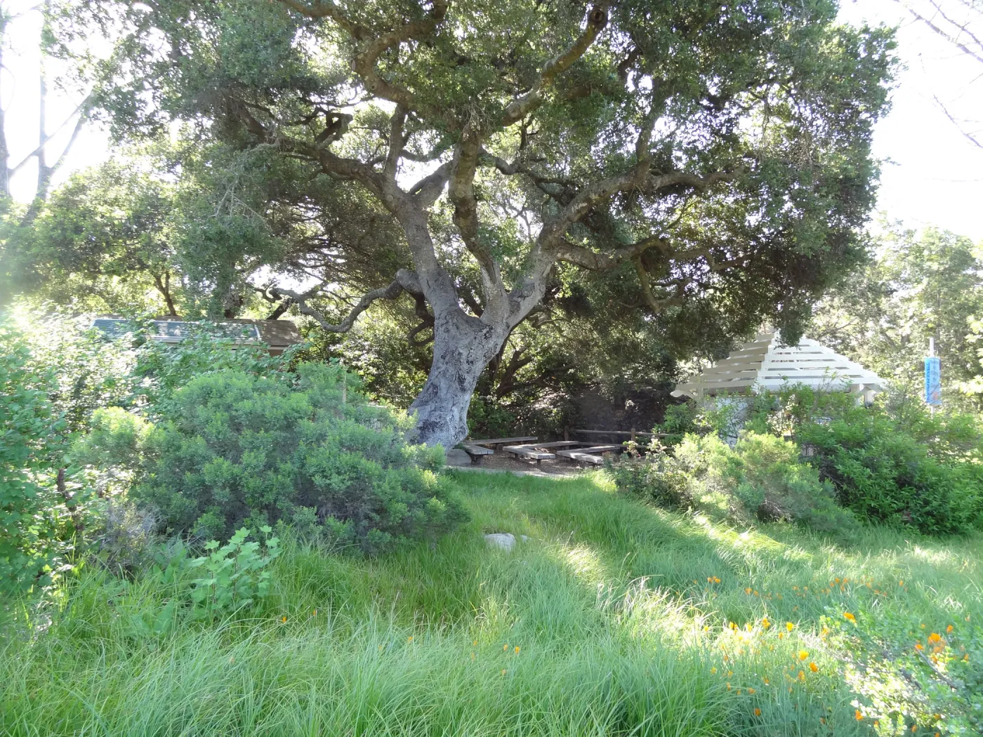 lower Meadow, amphitheater seating behind Entrance Kiosk