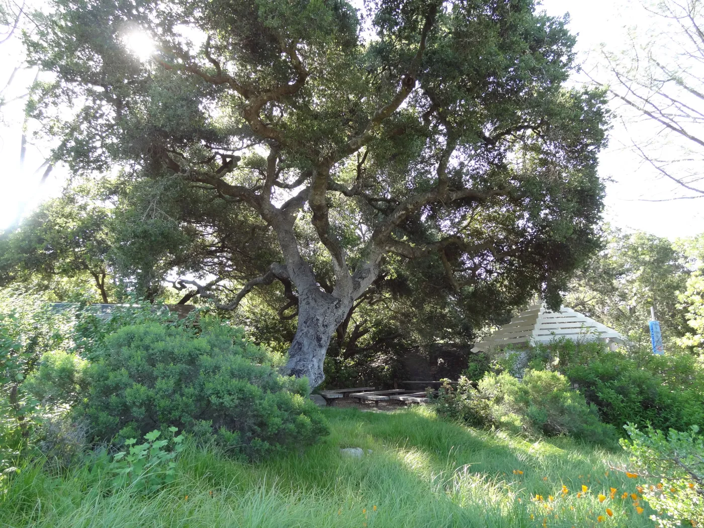 lower Meadow, amphitheater seating behind Entrance Kiosk