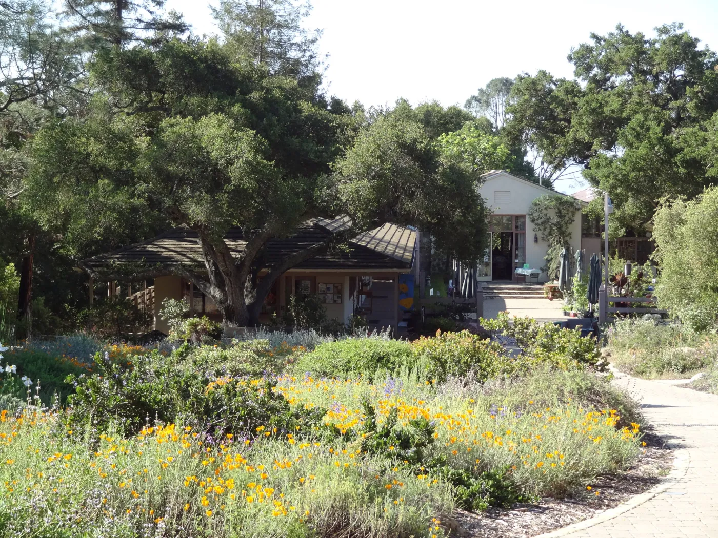 lower Meadow, view to Gift Shop and Blakelsy Library