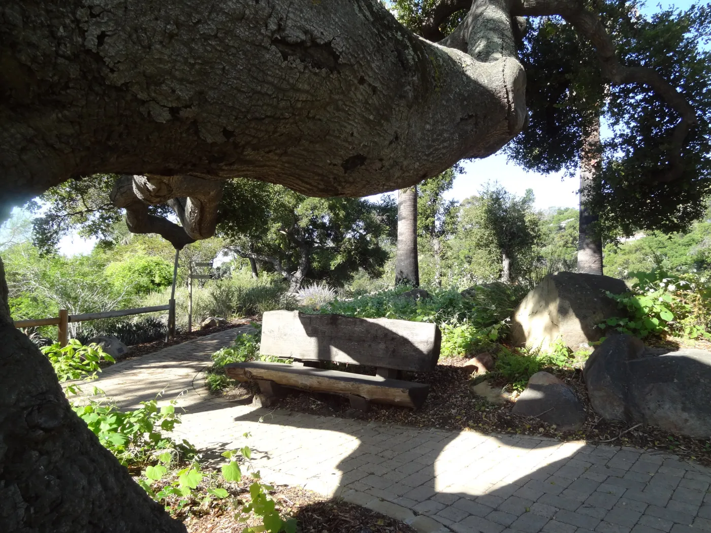 Quercus agrifolia (Coastal Live Oak), wood bench