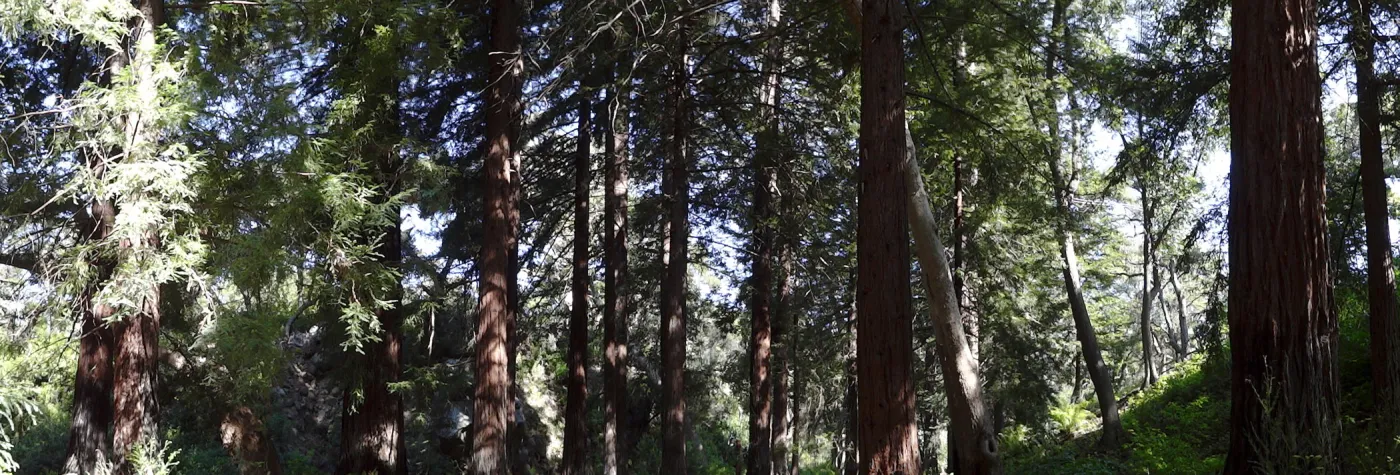 Redwood Section, panorama