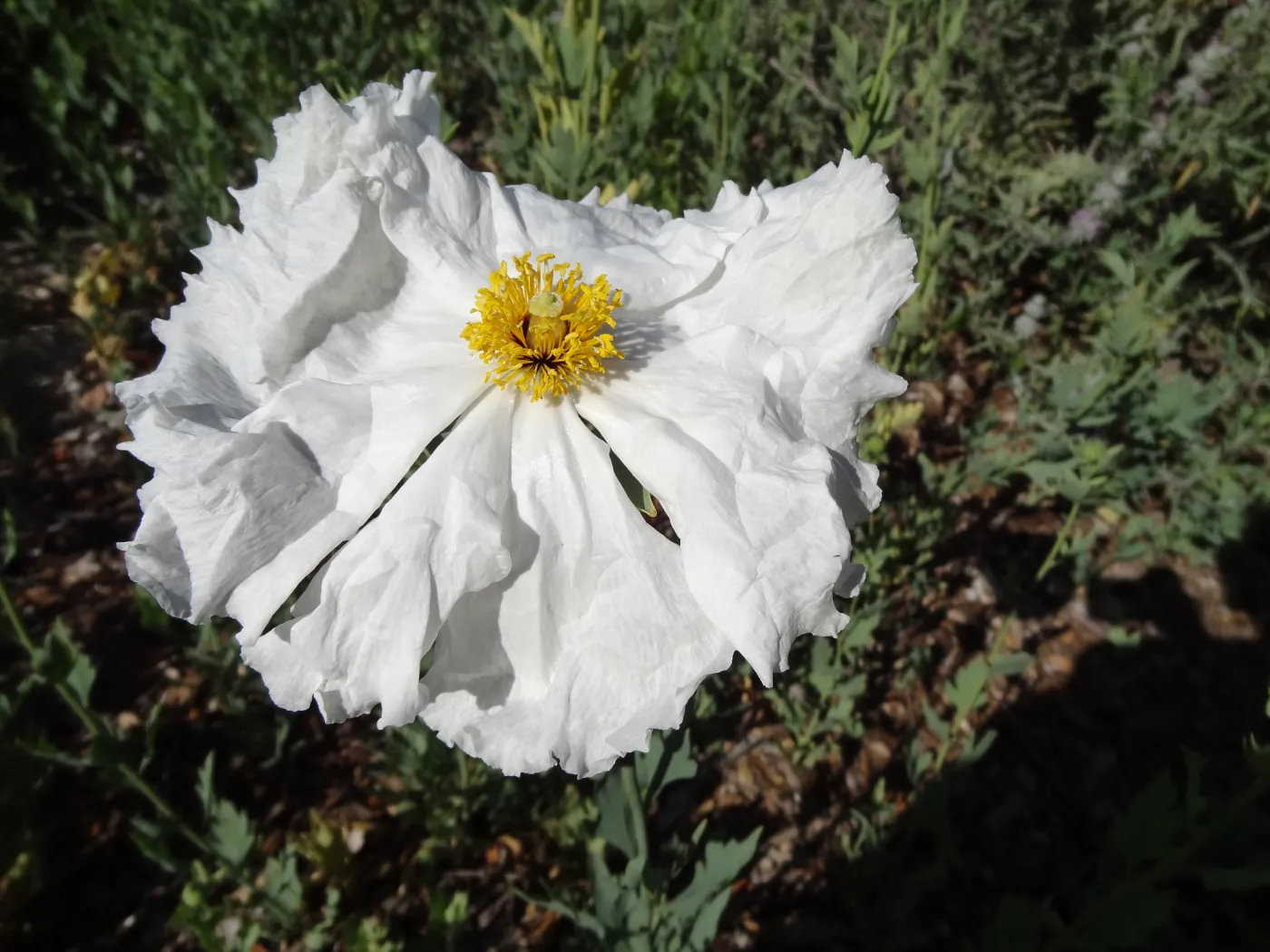 Matilija poppy