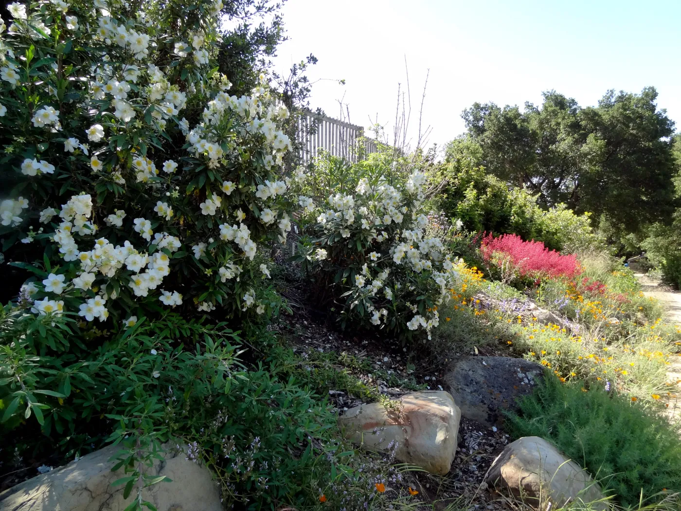 Carpenteria californica and Heuchera in bloom, border on east side of Meadow