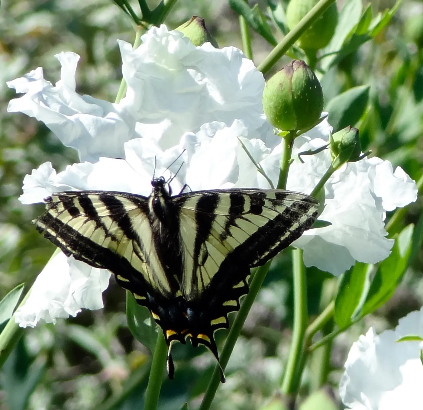 Swallowtail butterfly on matilija poppy flower, SBBG Meadow