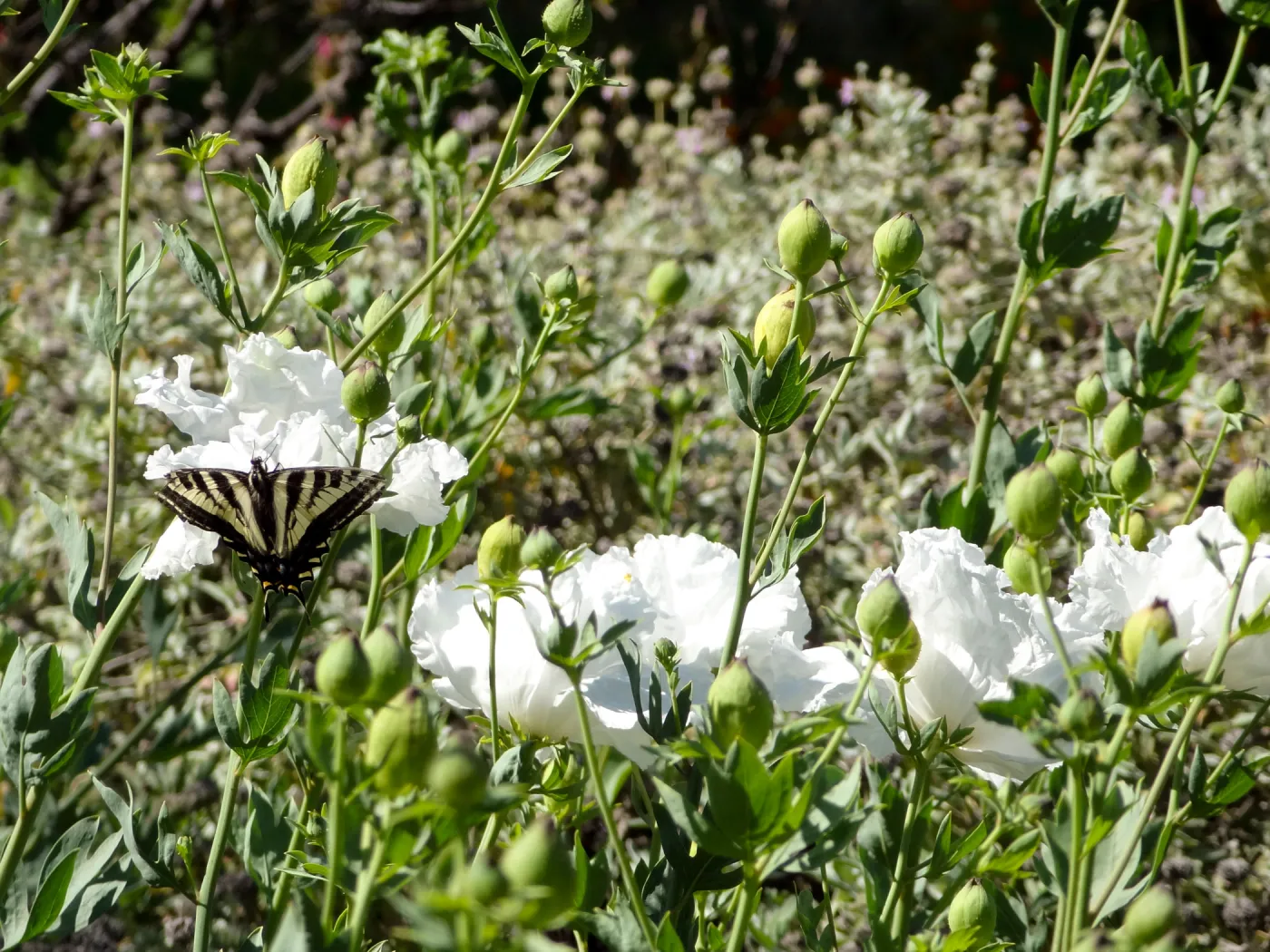 Swallowtail butterfly on matilija poppy flower, SBBG Meadow