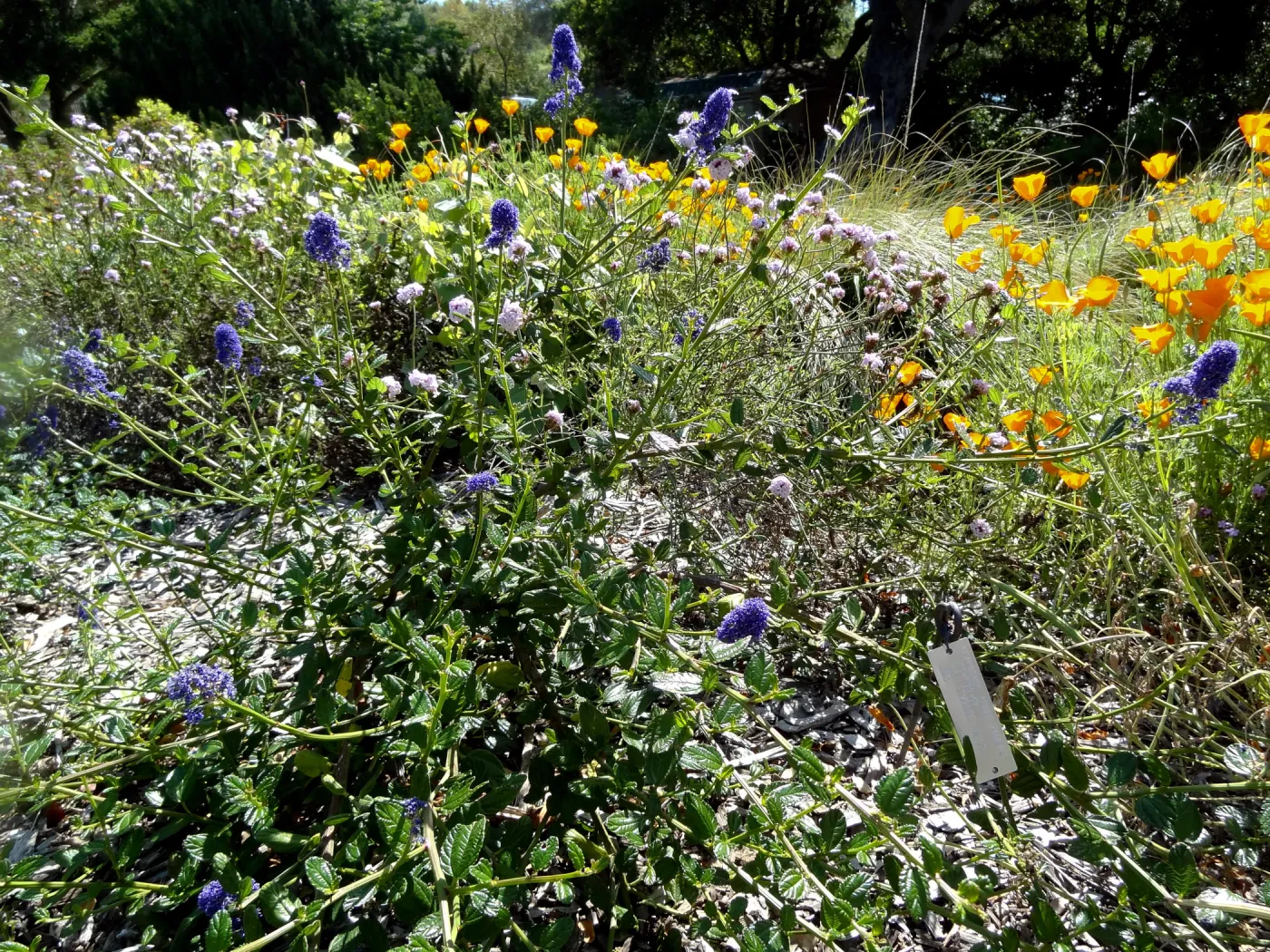 Ceanothus Kurt Zadnik, lower Meadow