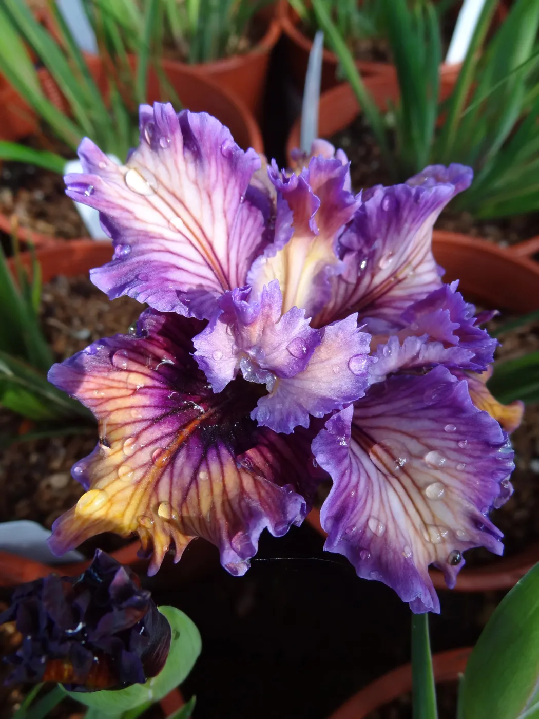 Pacific Coast Hybrid Iris, SBBG Spring Plant Sale 2012 cv Peachy
