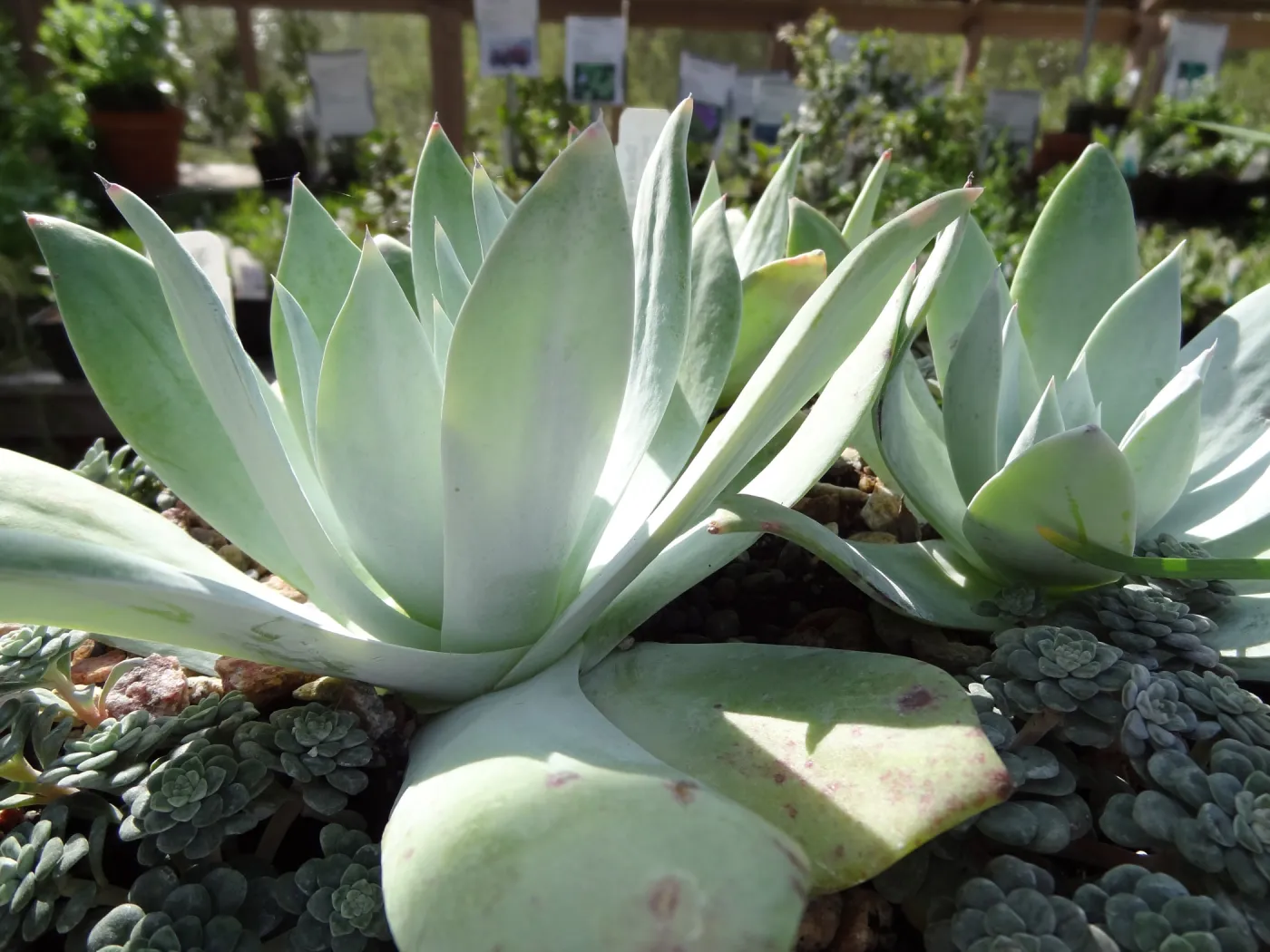 Succulent plants in pots, SBBG Spring Plant Sale 2012