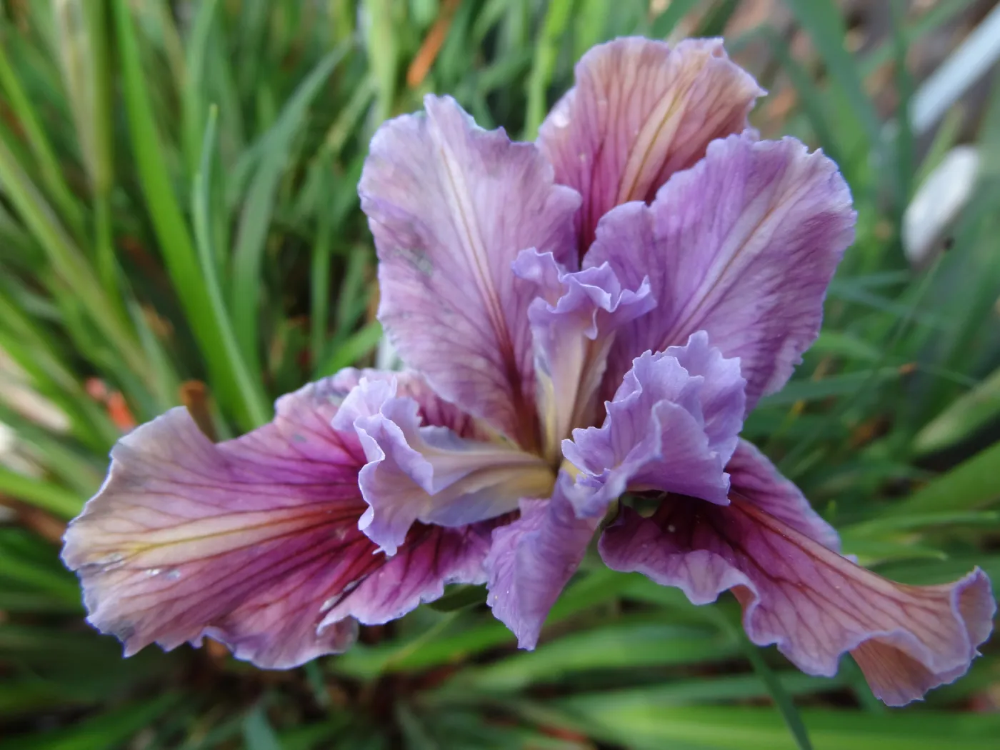 Pacific Coast Hybrid Iris, SBBG Spring Plant Sale 2012