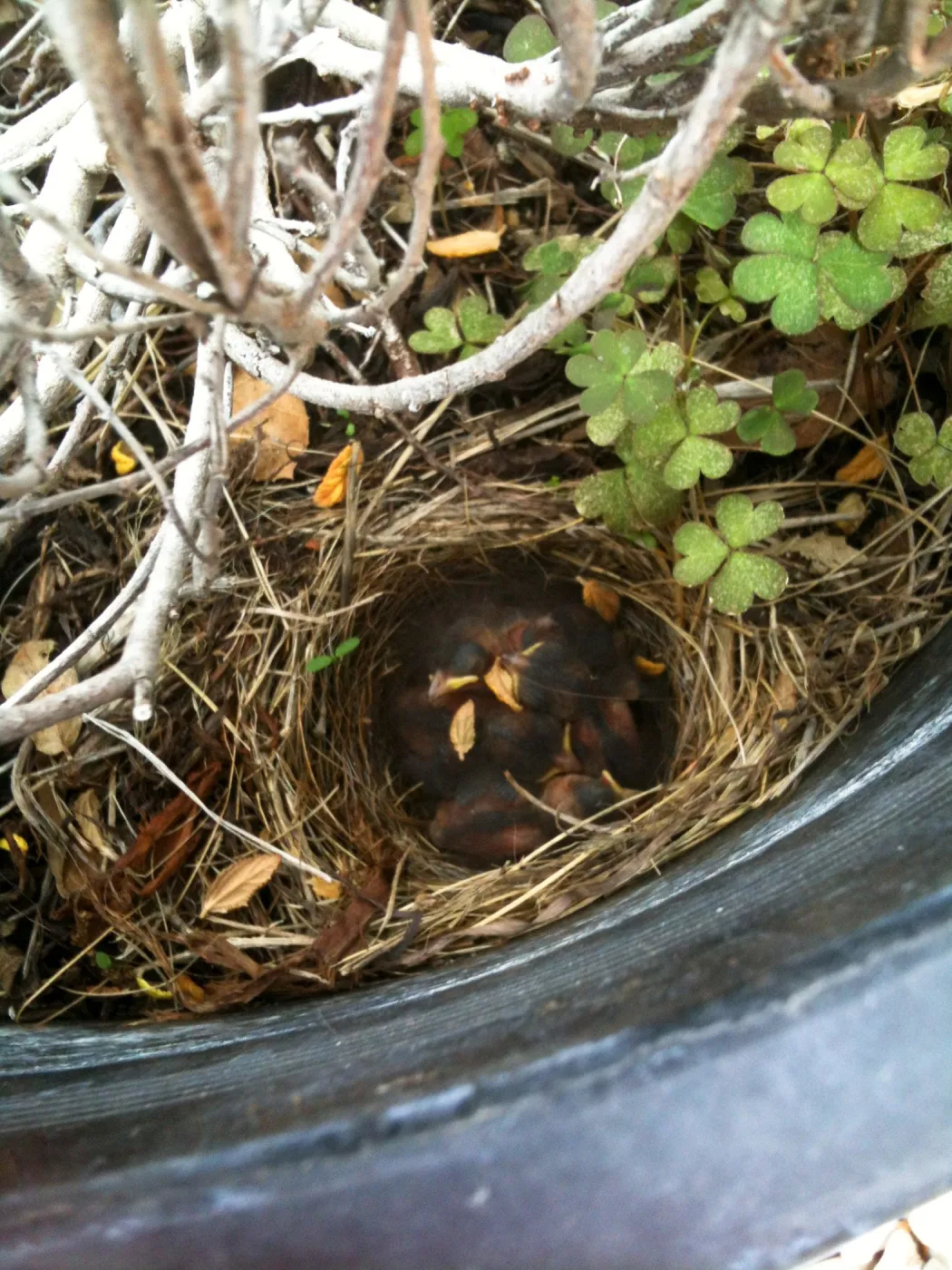 western Junco nest in Garden Growers Nursery